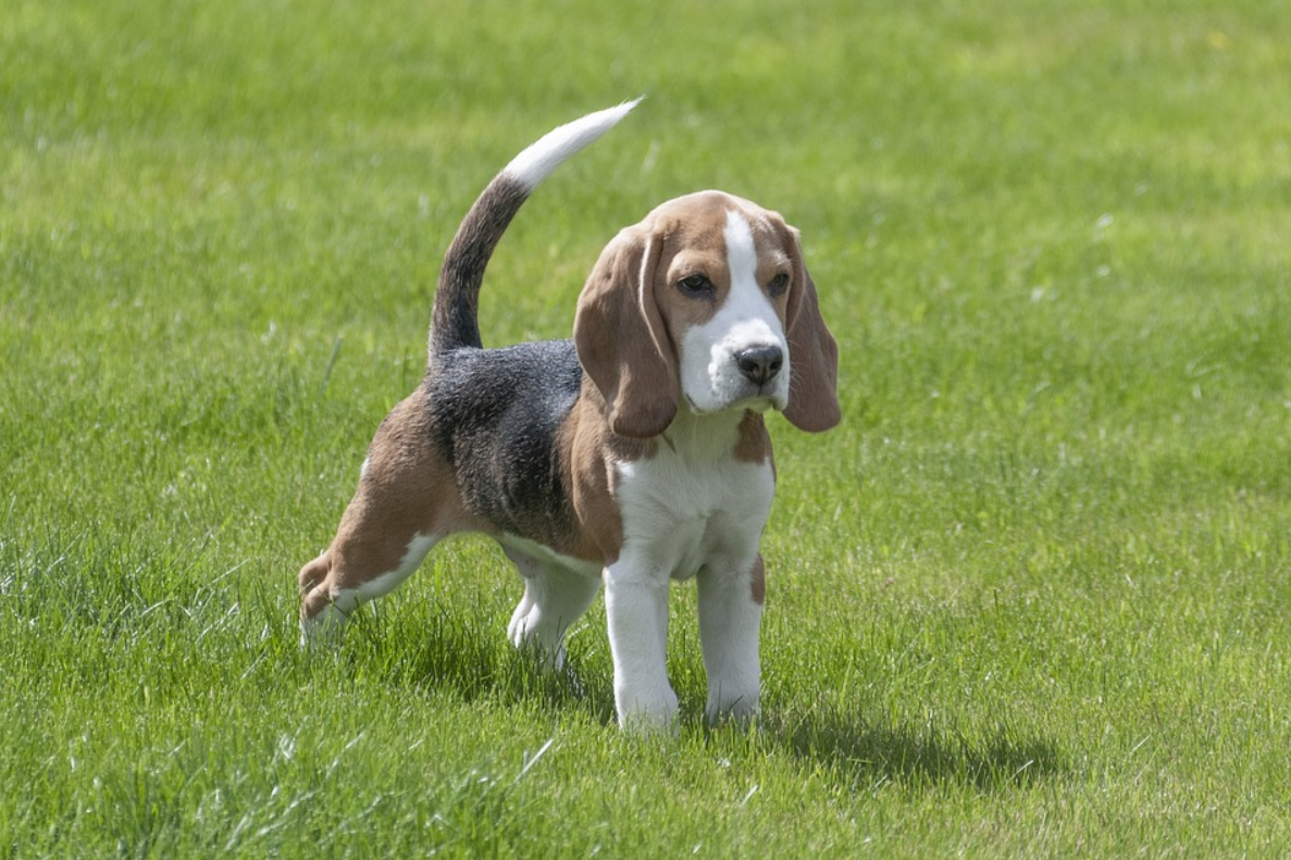 How Long Should I Walk a Beagle Puppy