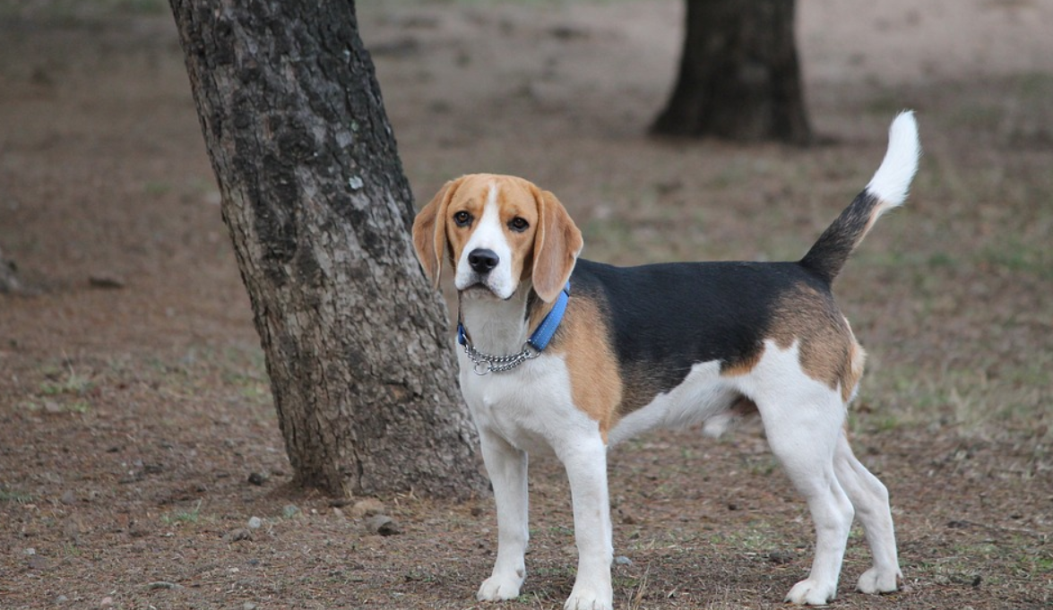 can beagles climb trees