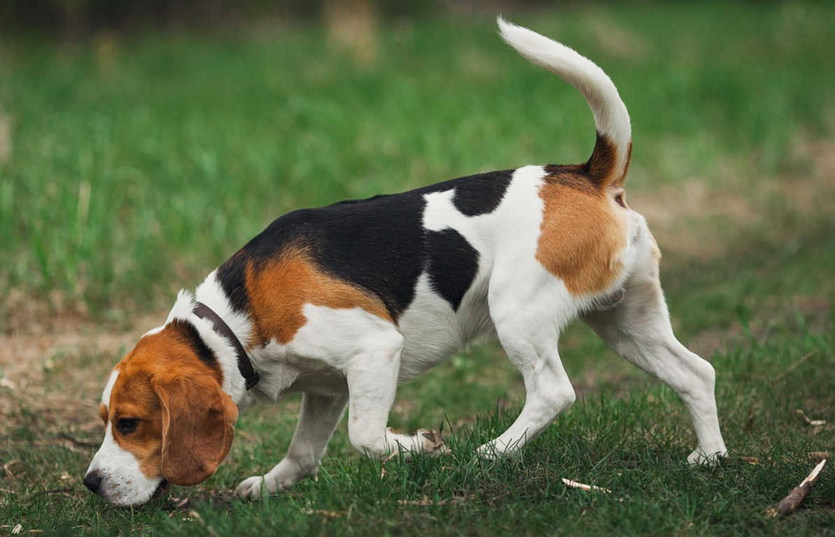 Are Beagles Hard to Train