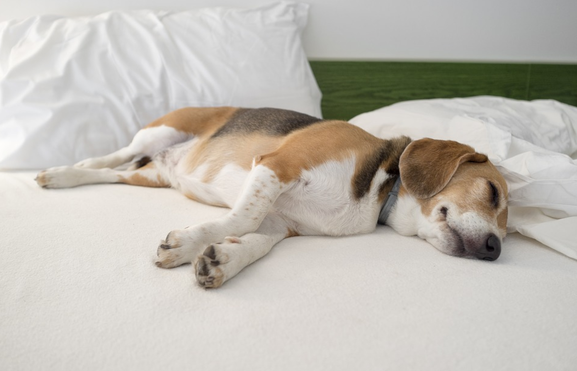 how hard is it to train a beagle