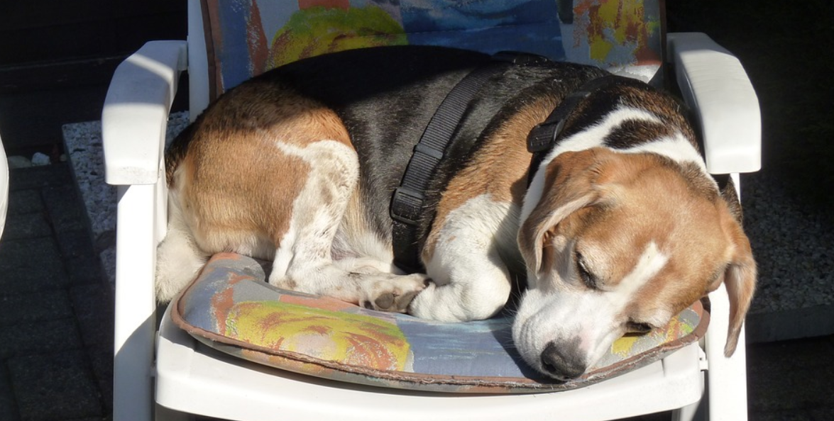 is it hard to train my beagle