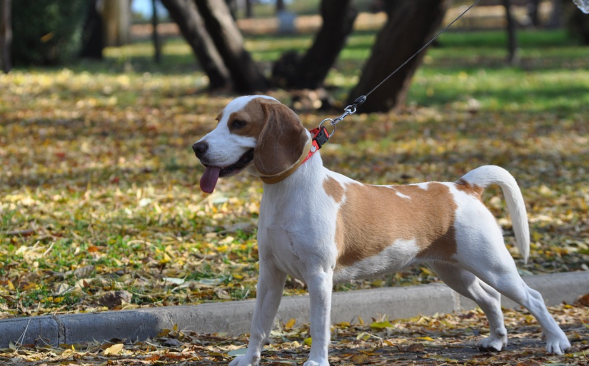 Can You Let a Beagle off the Leash?