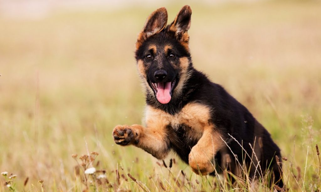 German shepherd puppy active running in field