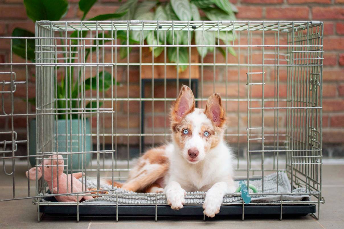 Best location for your dog crate