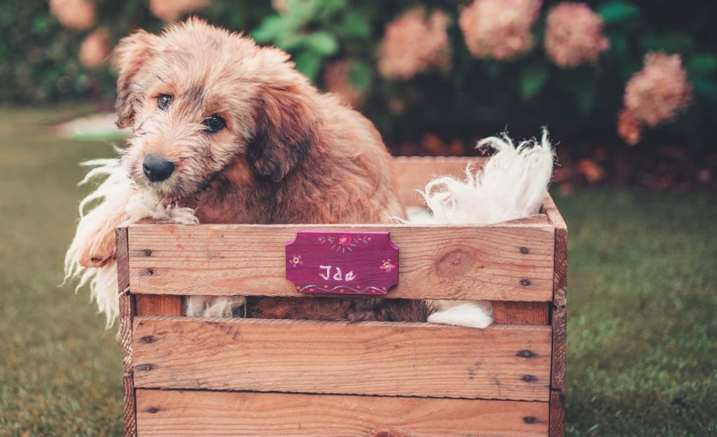 Cute dog crate outdoors