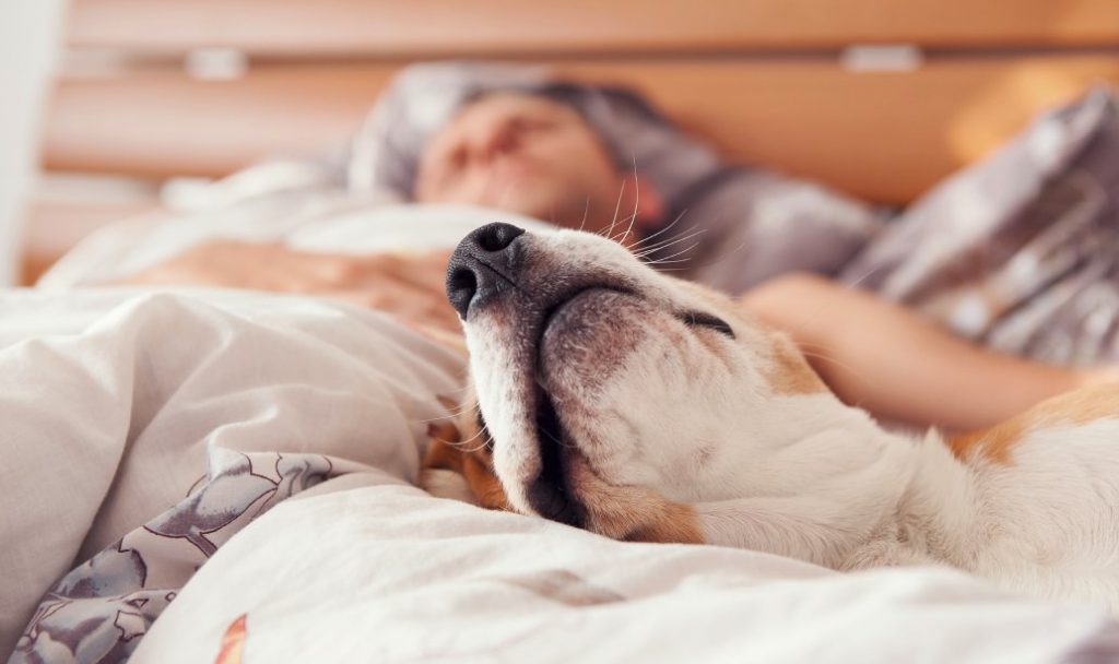 Dog sleeping in bed with its human