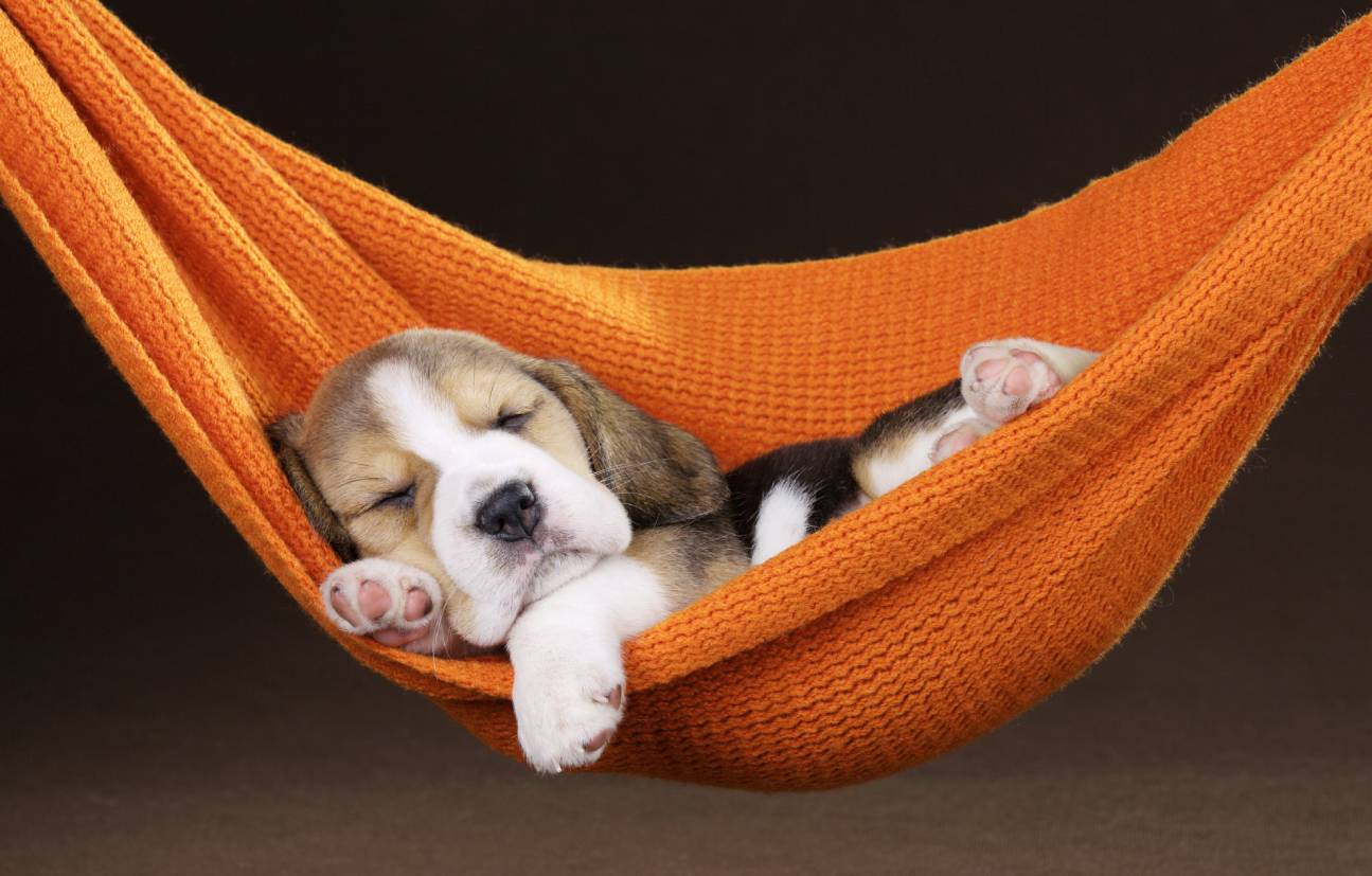 Are dogs nocturnal - dog sleep guide