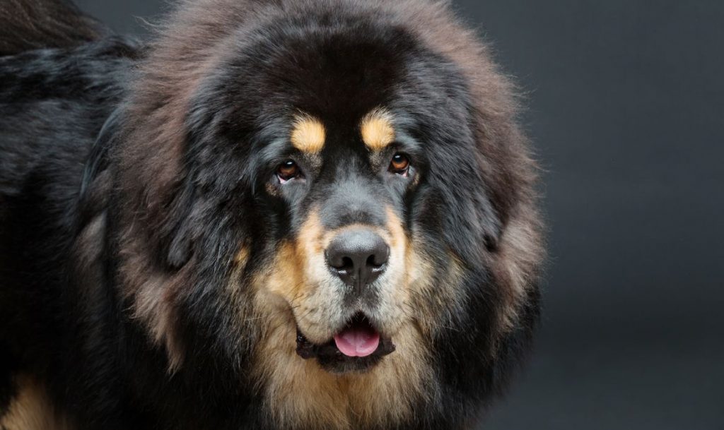 Nocturnal dog breed example Tibetan Mastiff