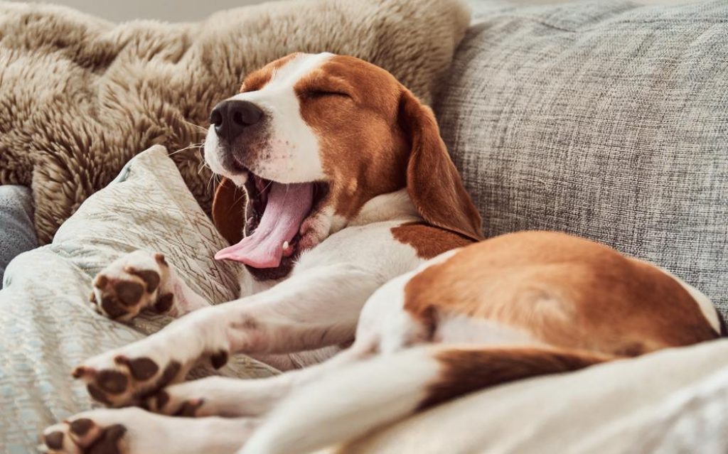 Tired dog on sofa yawning